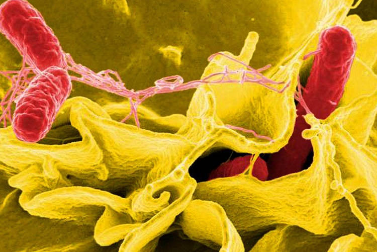 Salmonella Outbreak From Unknown Source, Spreads in 29 US States