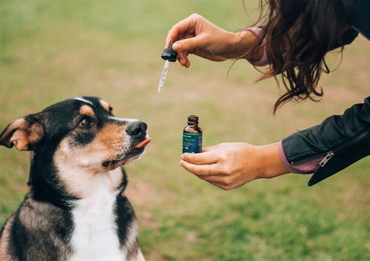 Health Benefits of CBD For Dogs