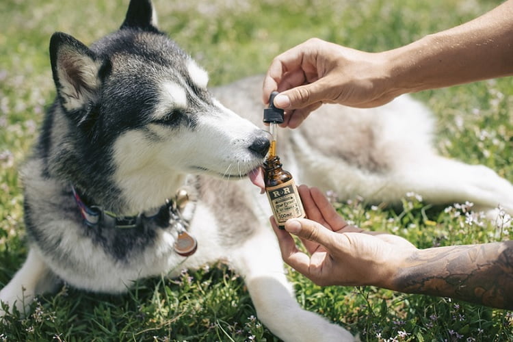 How CBD Oil for Dogs is Extracted