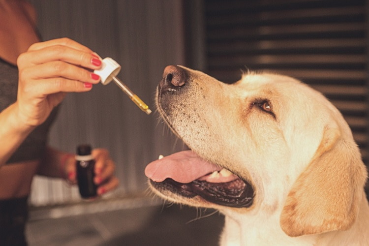 The Effects of CBD For Dogs