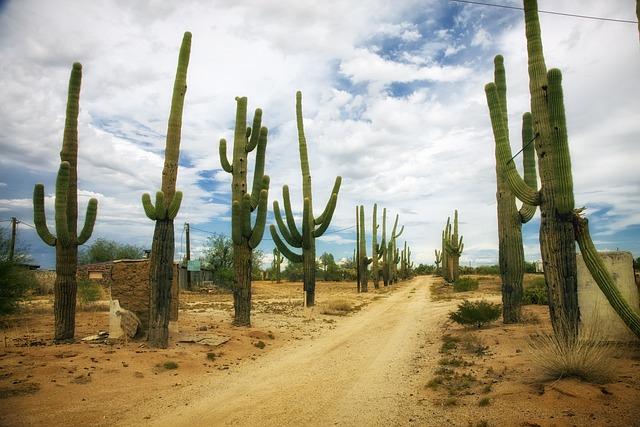 Global Cactus Traffickers Are Cleaning Out the Deserts